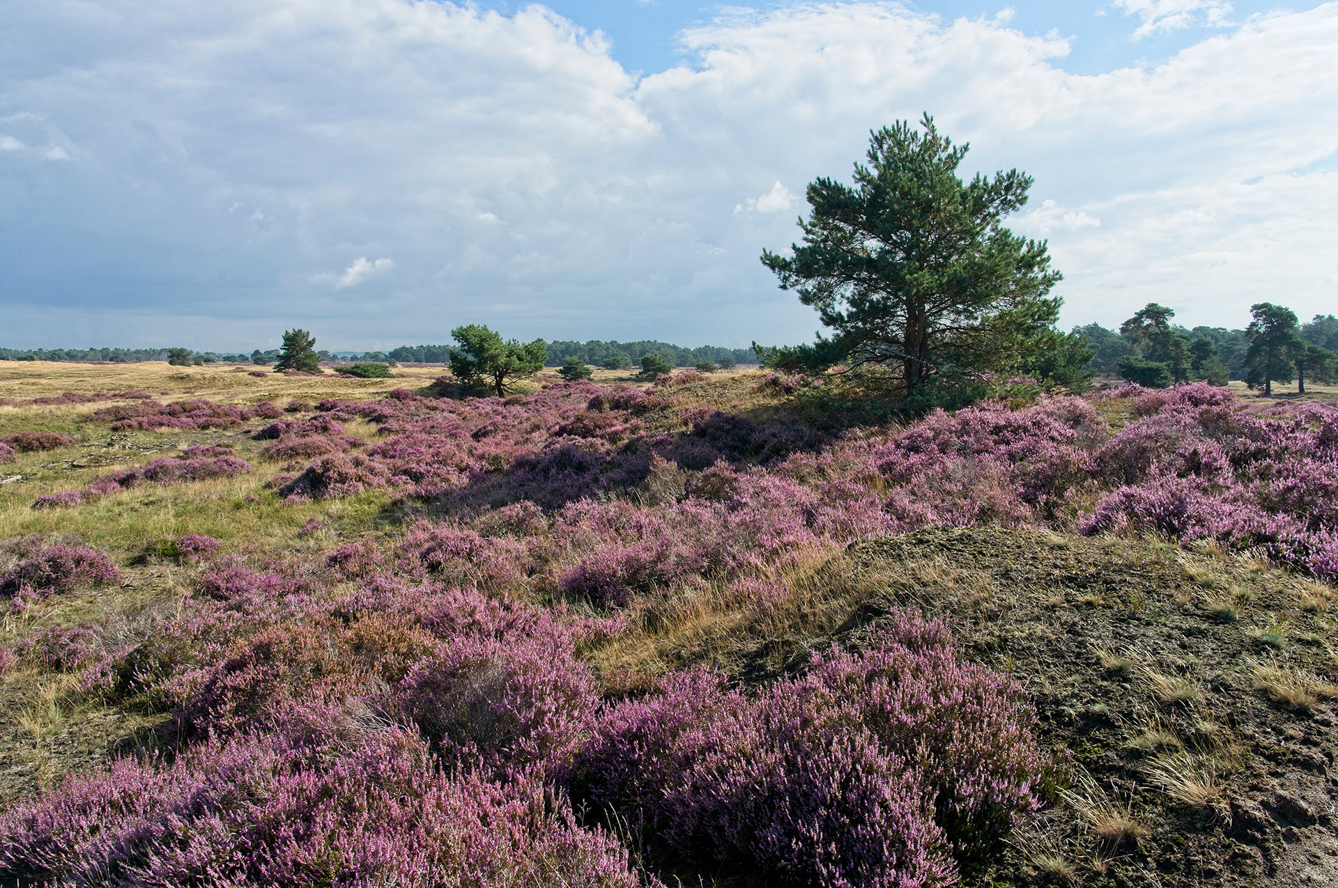 Hoge Veluwe